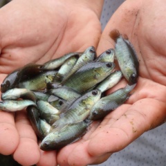 Giàu hóa Moina để tăng tỷ lệ sống của ấu trùng cá rô đồng